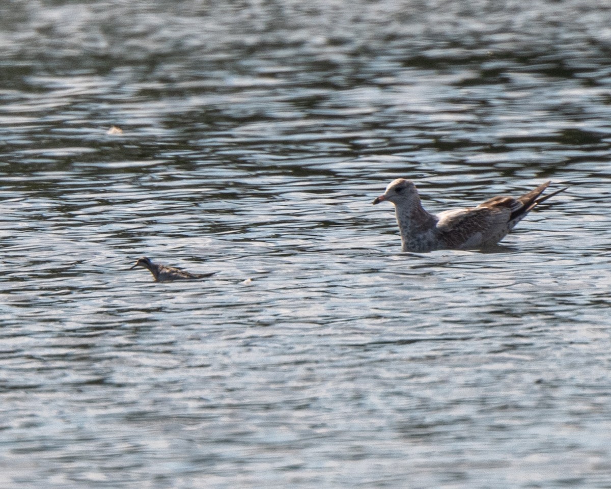 Red-necked Phalarope - ML642527686