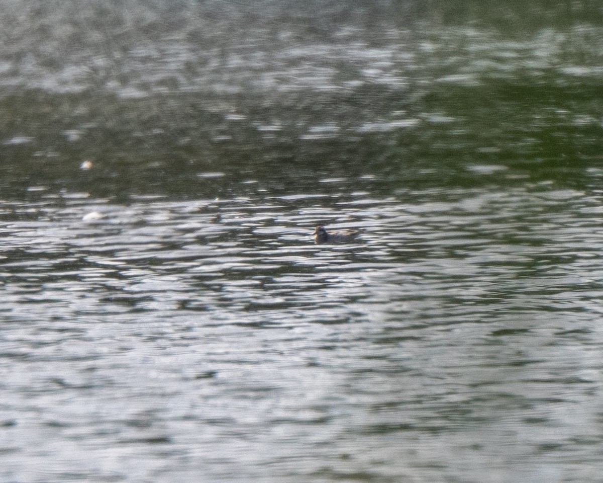 Red-necked Phalarope - ML642527687