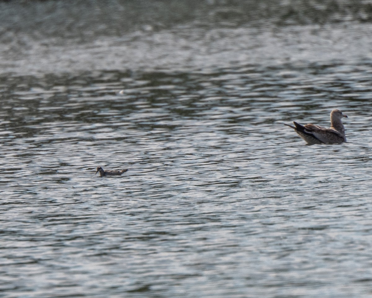 Red-necked Phalarope - ML642527688