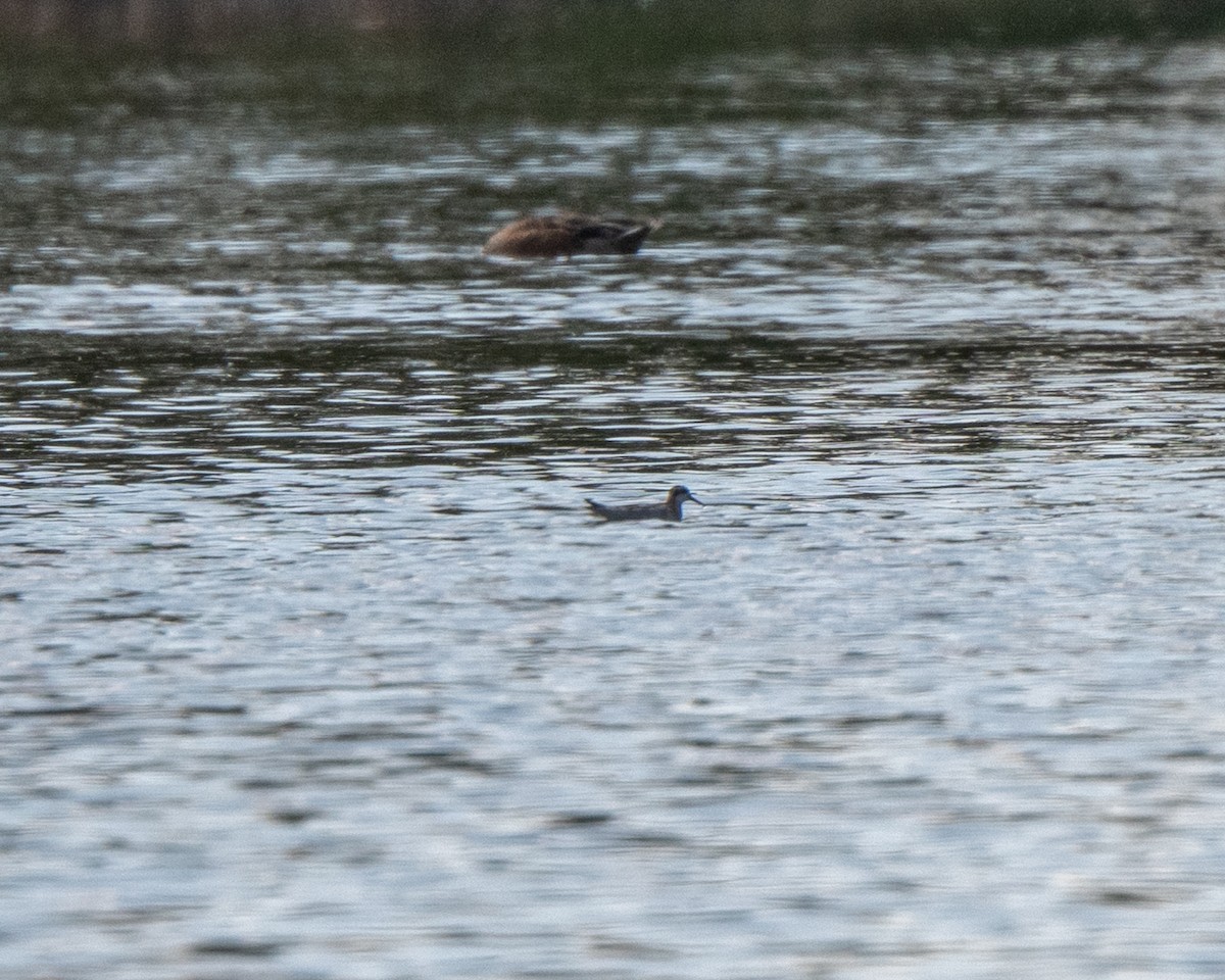 Red-necked Phalarope - ML642527689