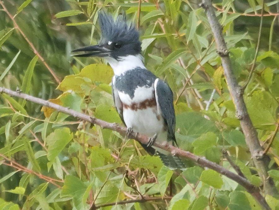 Belted Kingfisher - Roger Horn