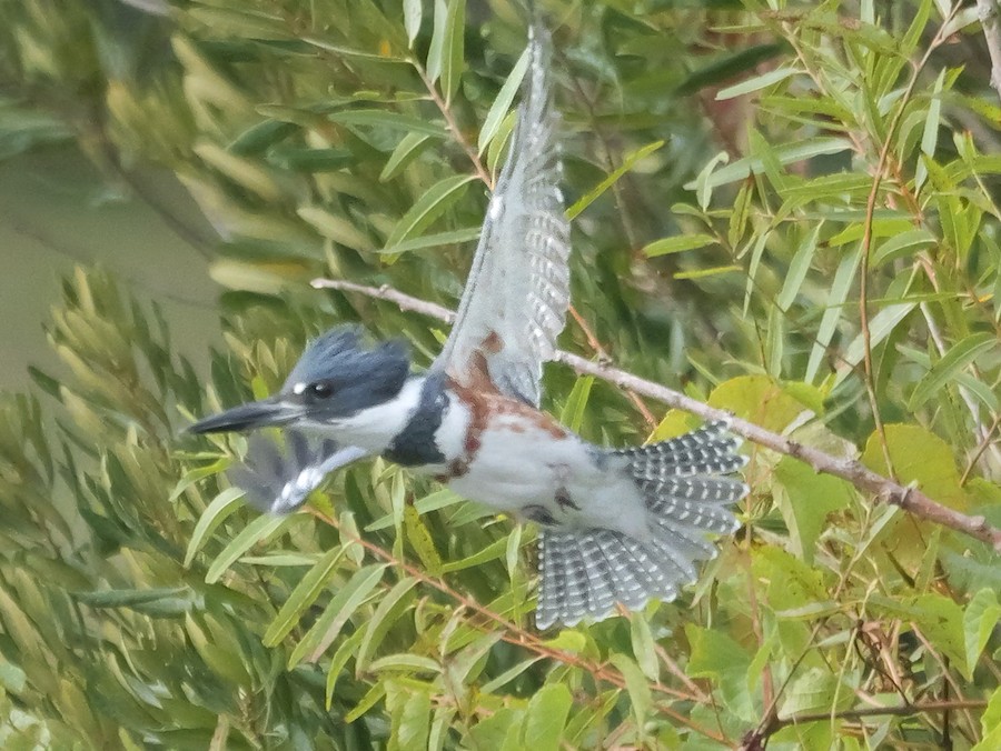 Belted Kingfisher - Roger Horn