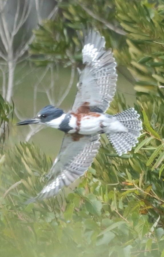 Belted Kingfisher - Roger Horn