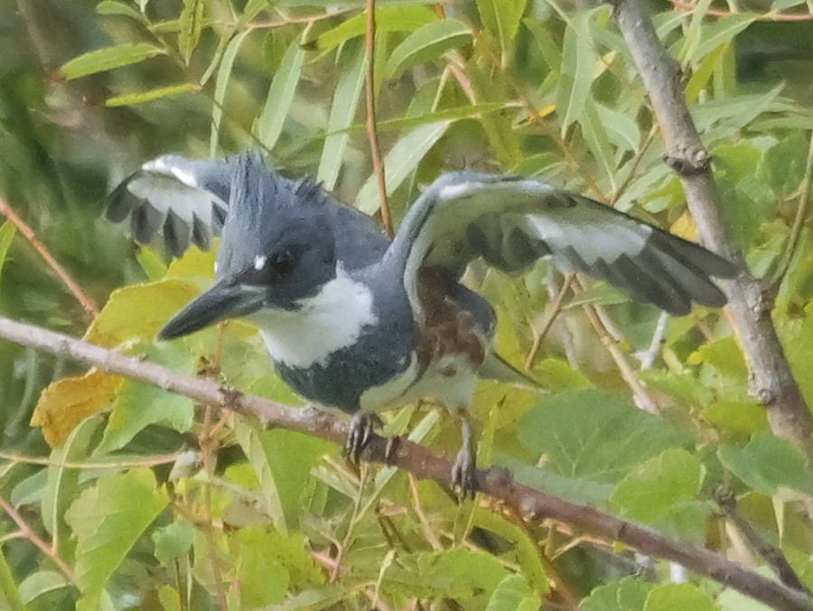 Belted Kingfisher - Roger Horn