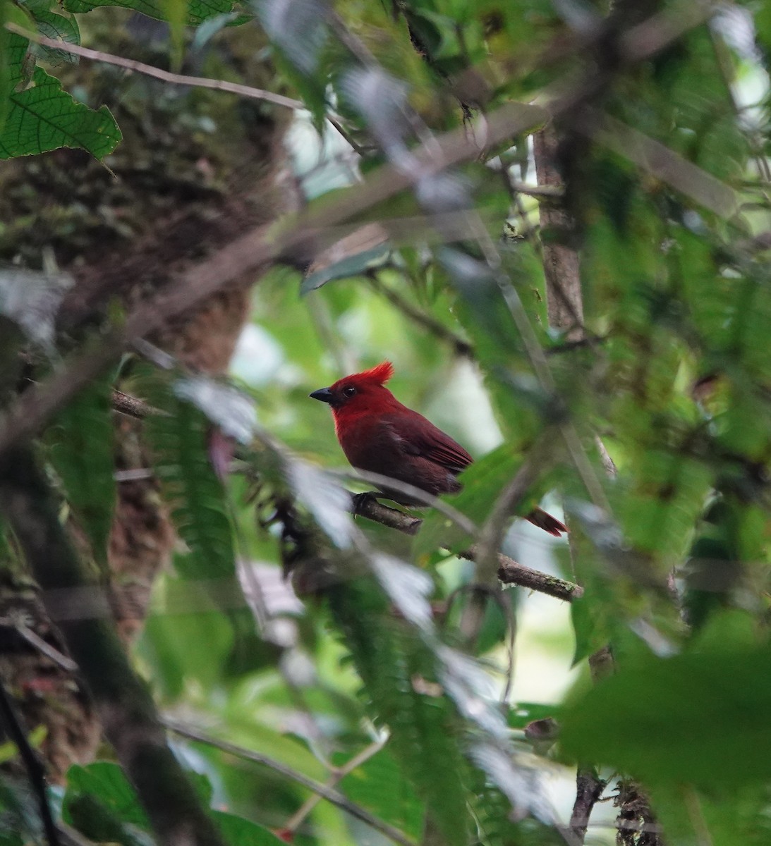 Crested Ant-Tanager - ML642527708