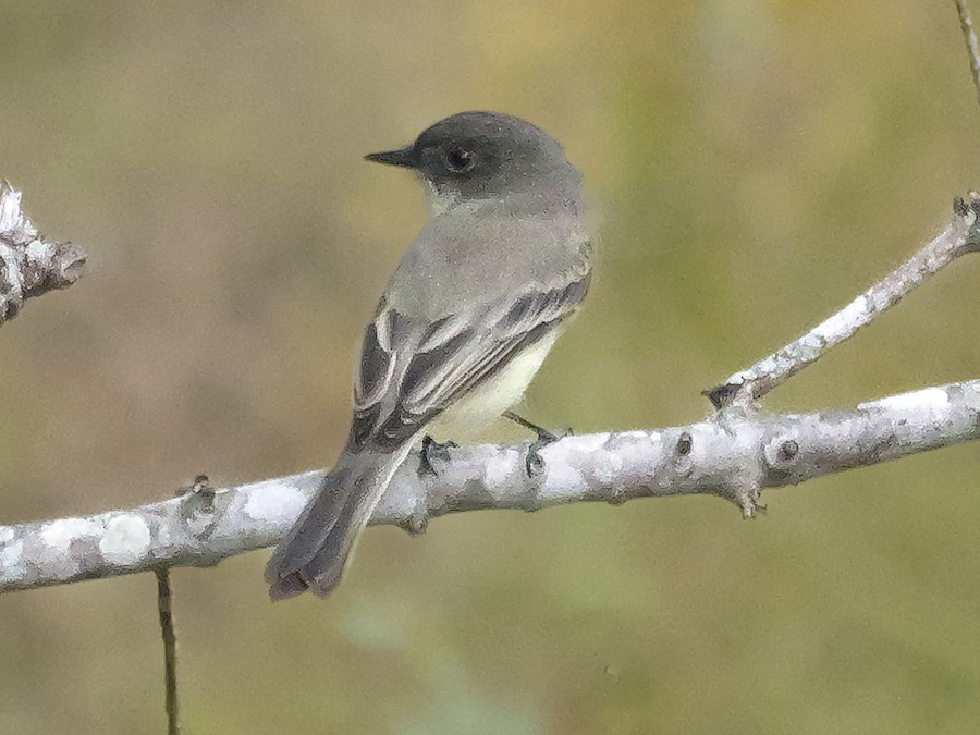 Eastern Phoebe - Roger Horn