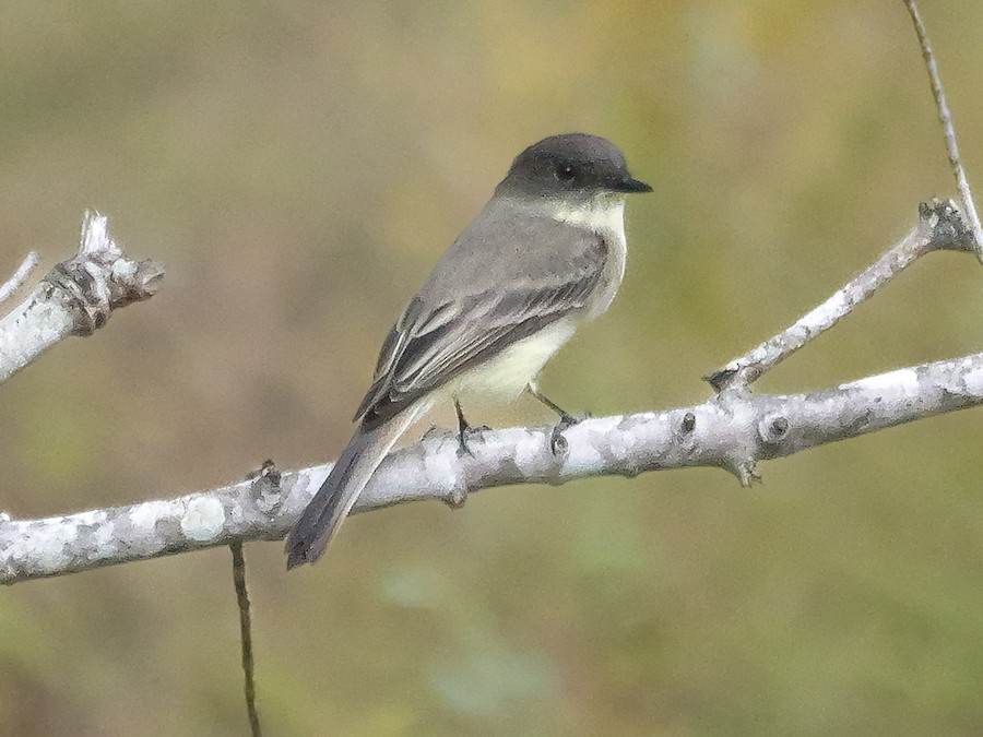 Eastern Phoebe - Roger Horn