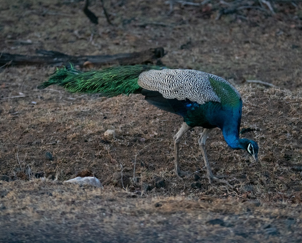 Indian Peafowl - ML642527729