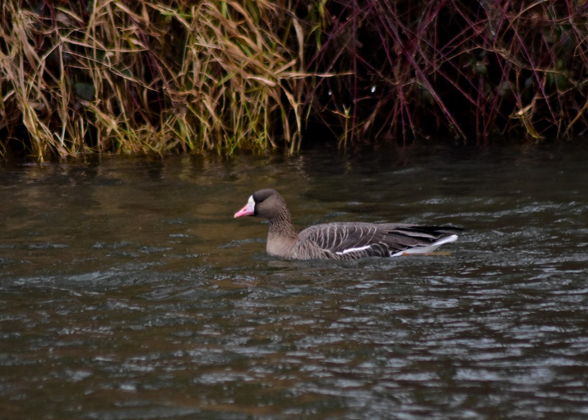 Greater White-fronted Goose - ML642527733