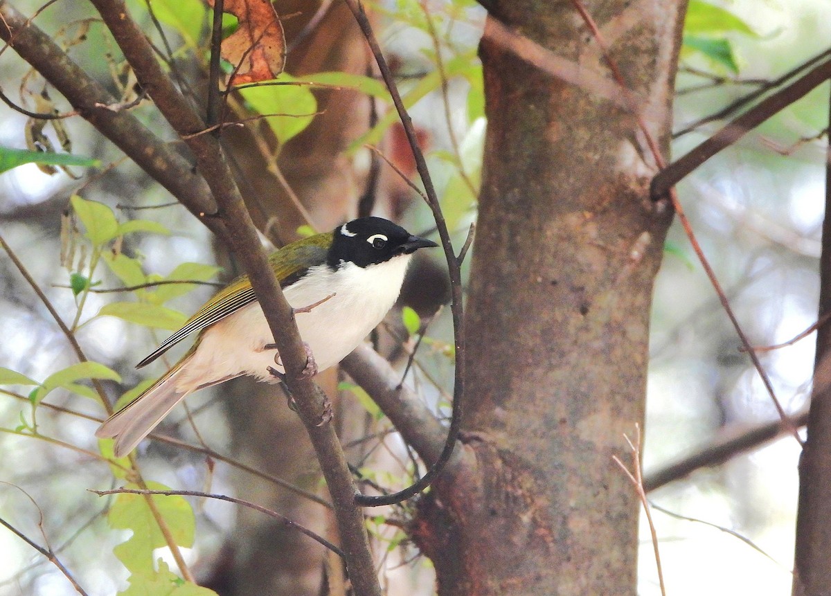 Gilbert's Honeyeater - ML642527746