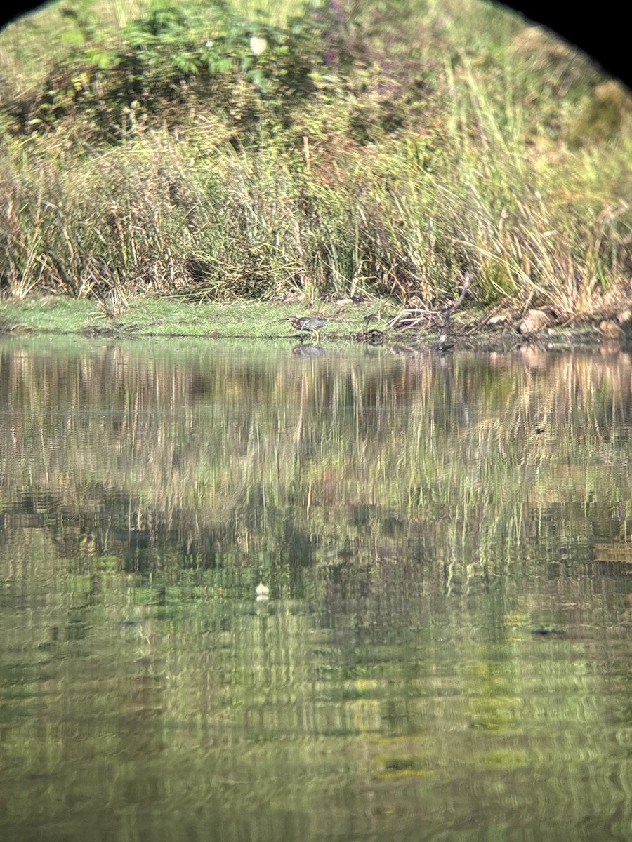 Green Heron - ML642527767