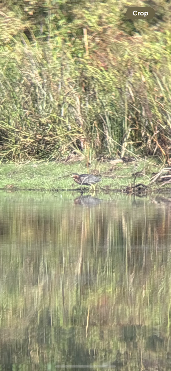 Green Heron - ML642527768