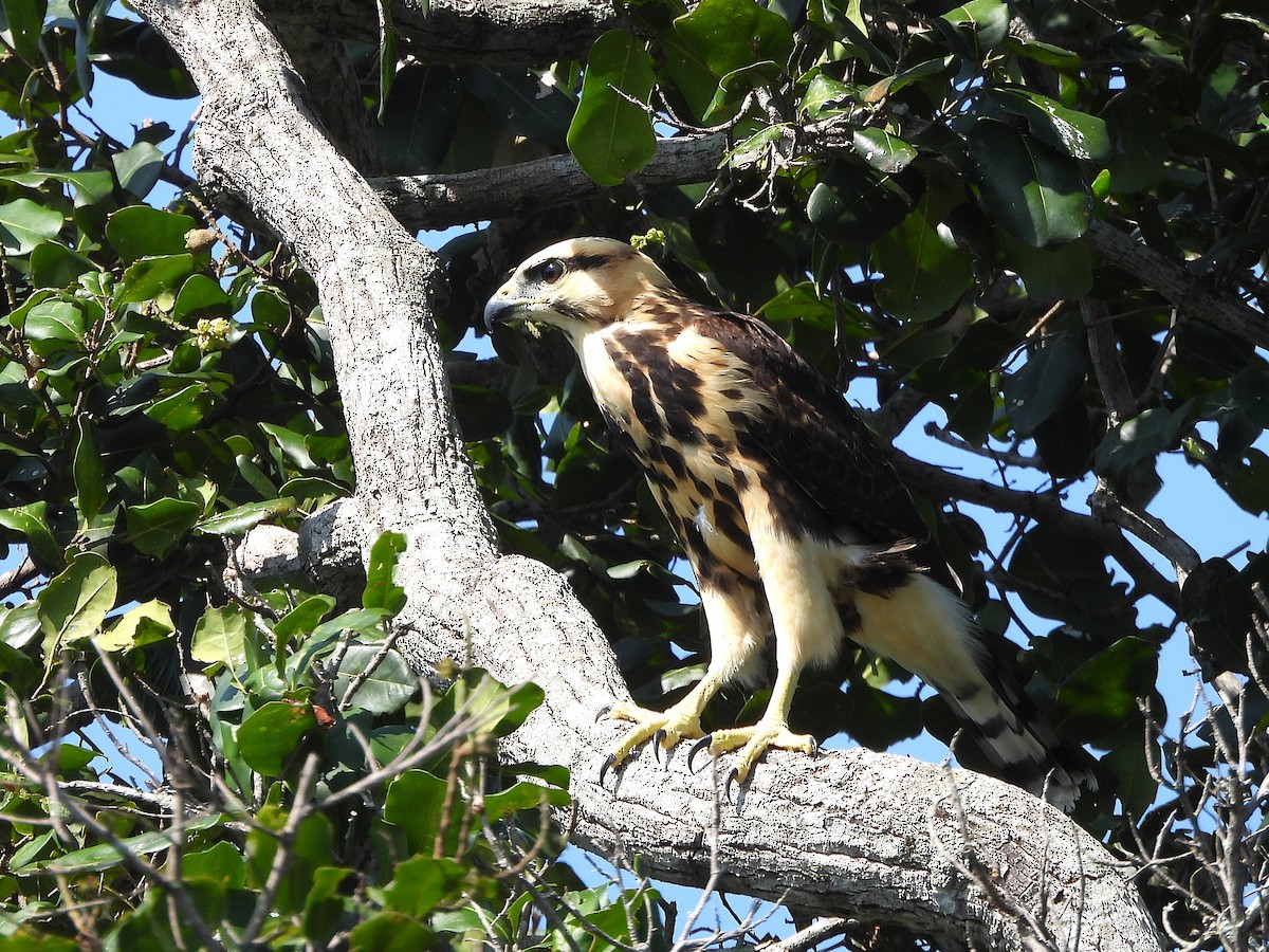 Gray-lined Hawk - ML642527835