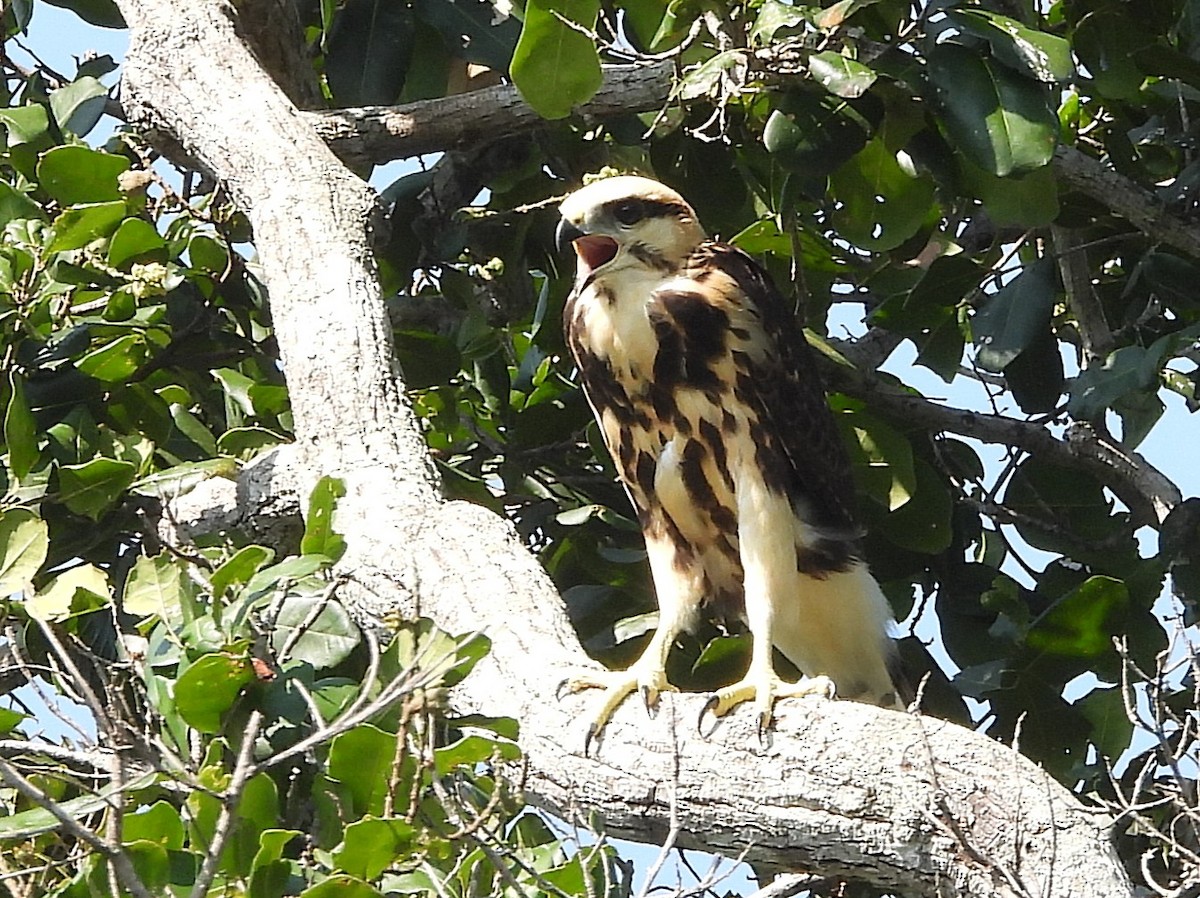 Gray-lined Hawk - ML642527837