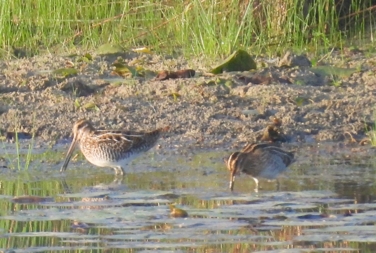 Wilson's Snipe - ML642527867