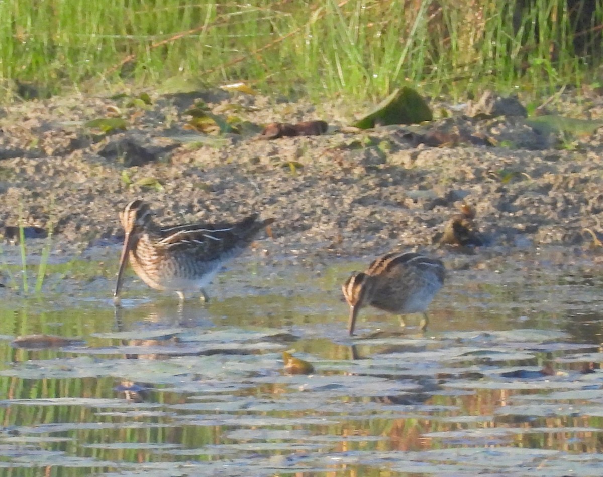 Wilson's Snipe - ML642527868