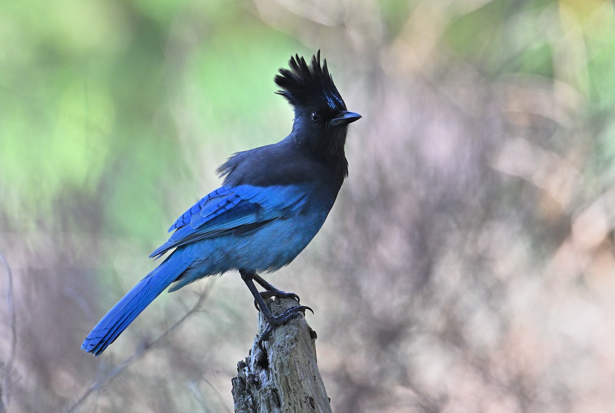 Steller's Jay - ML642527870