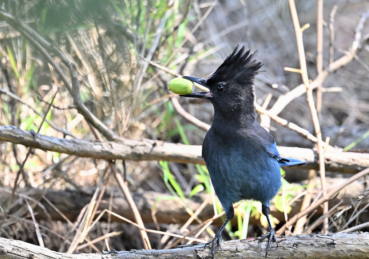 Steller's Jay - ML642527871