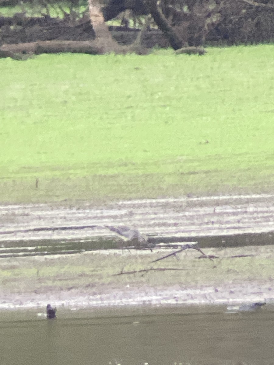 Short-billed/Long-billed Dowitcher - ML642527881