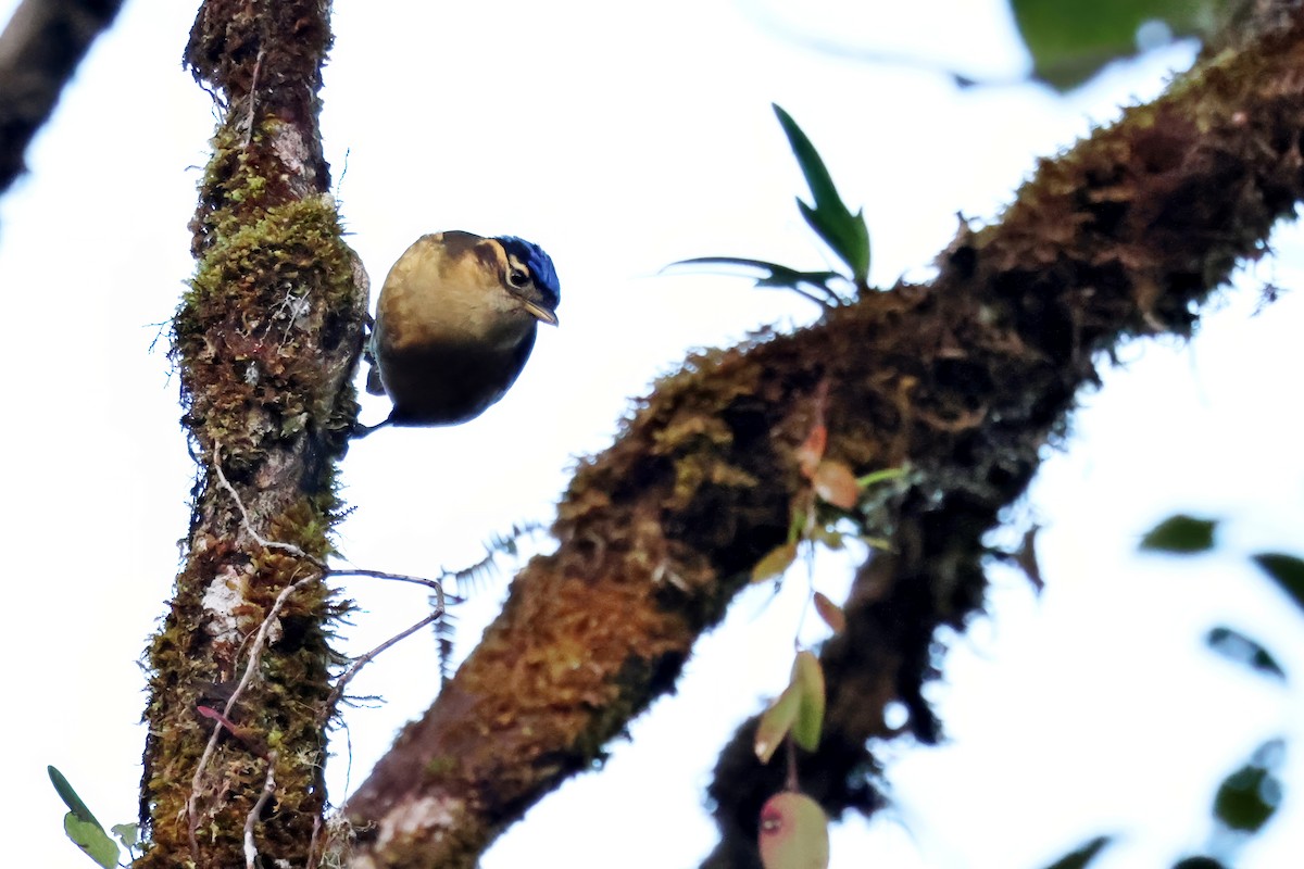 Blue-capped Ifrita - ML642527905