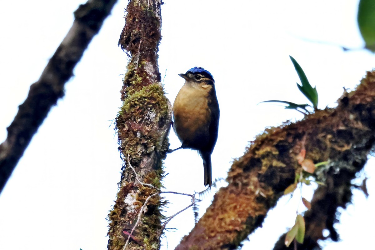 Blue-capped Ifrita - ML642527940