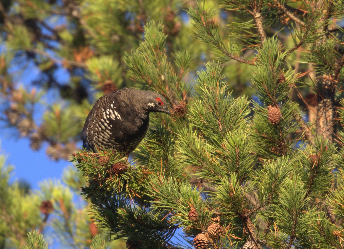 Spruce Grouse - ML642527976
