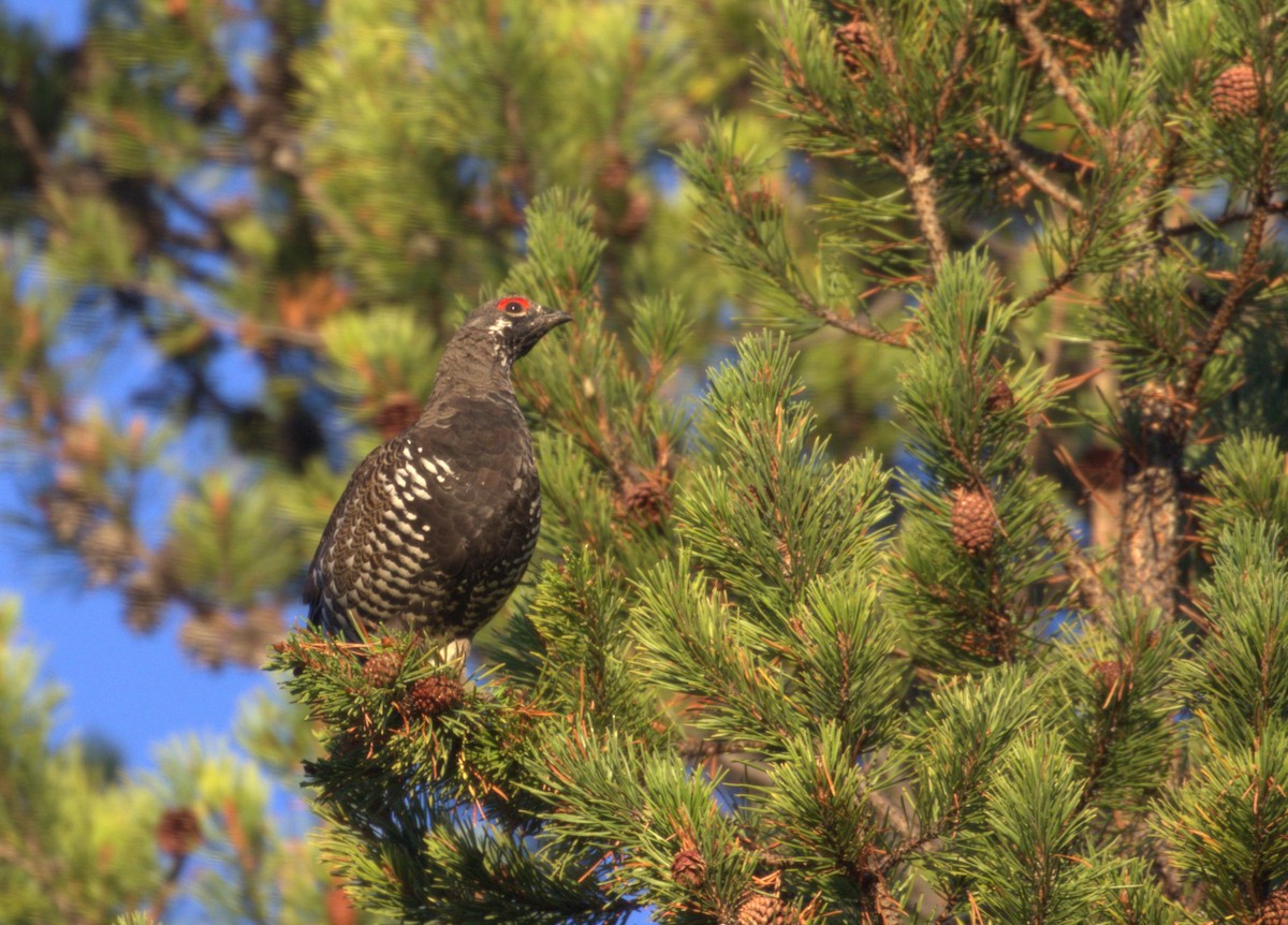 Spruce Grouse - ML642527977