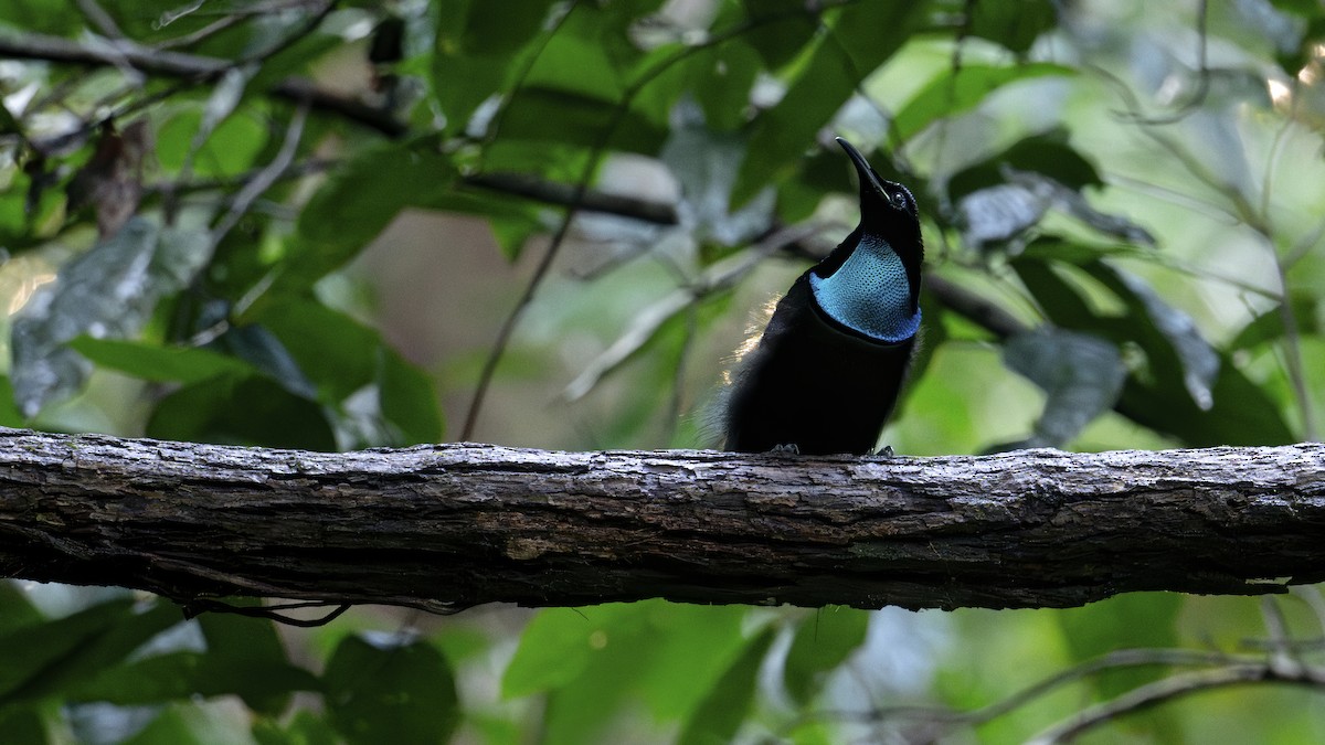 Magnificent Riflebird - ML642527991