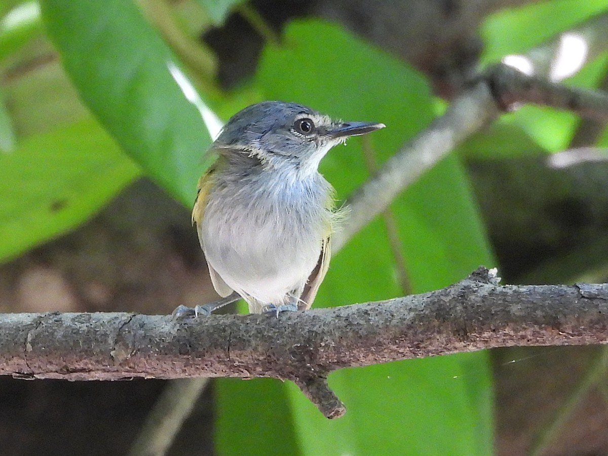 Slate-headed Tody-Flycatcher - ML642527993
