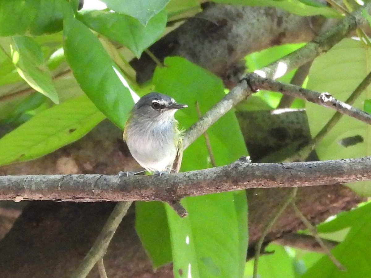 Slate-headed Tody-Flycatcher - ML642527995