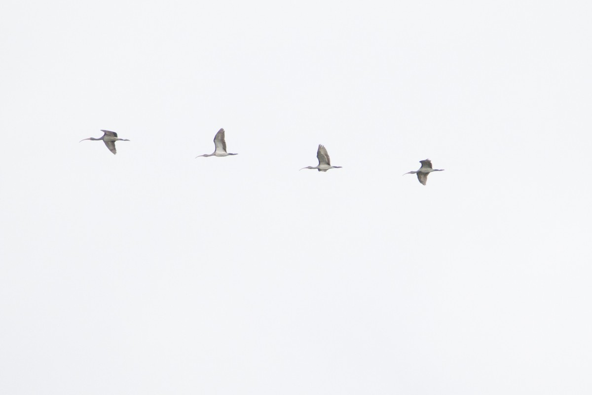 Ibis blanc - ML642528012