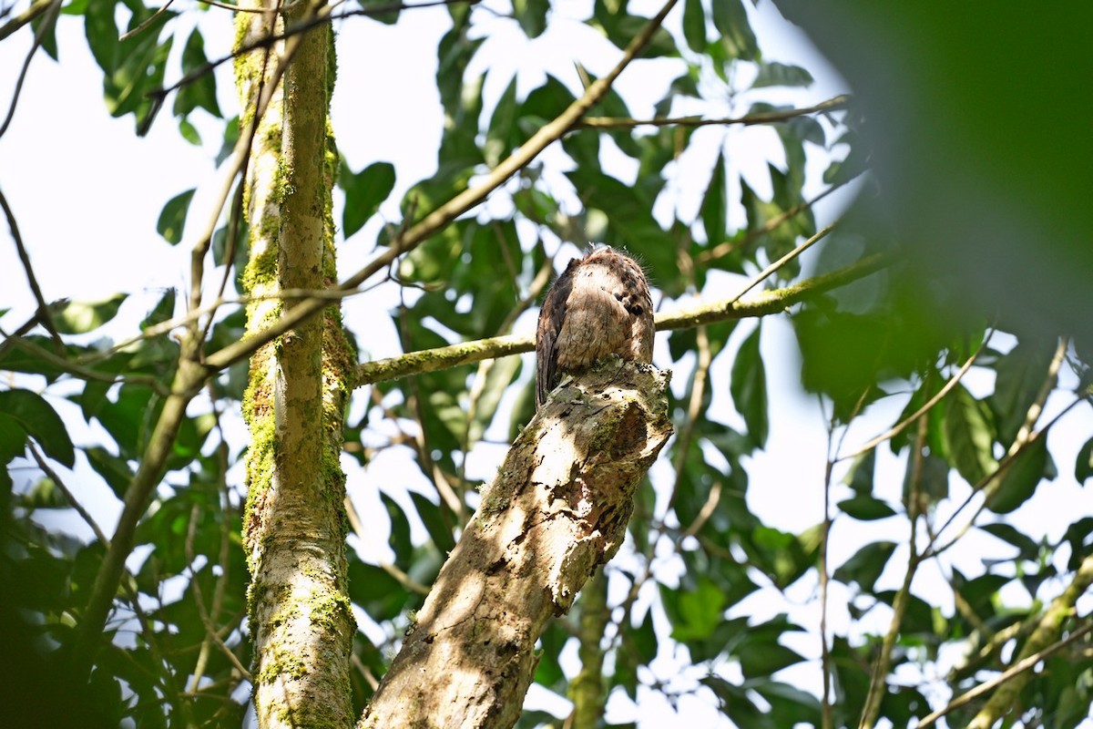 Common Potoo - ML642528013