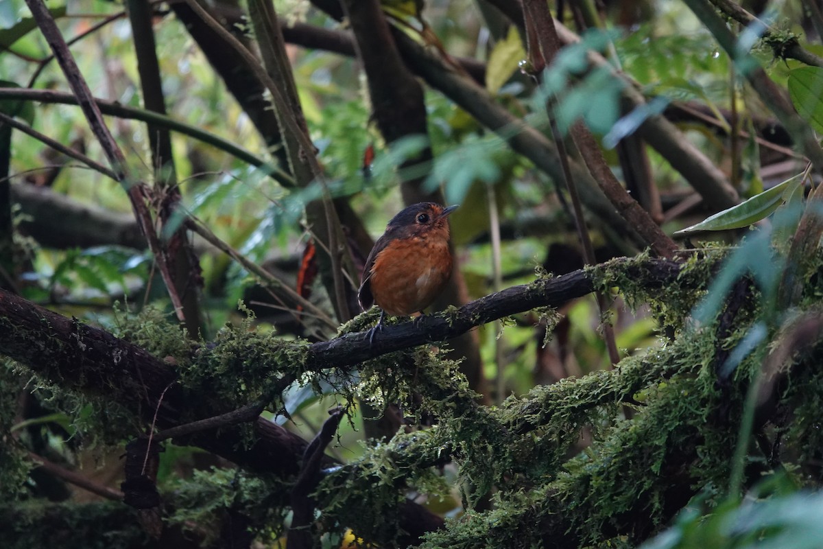Slate-crowned Antpitta - ML642528024