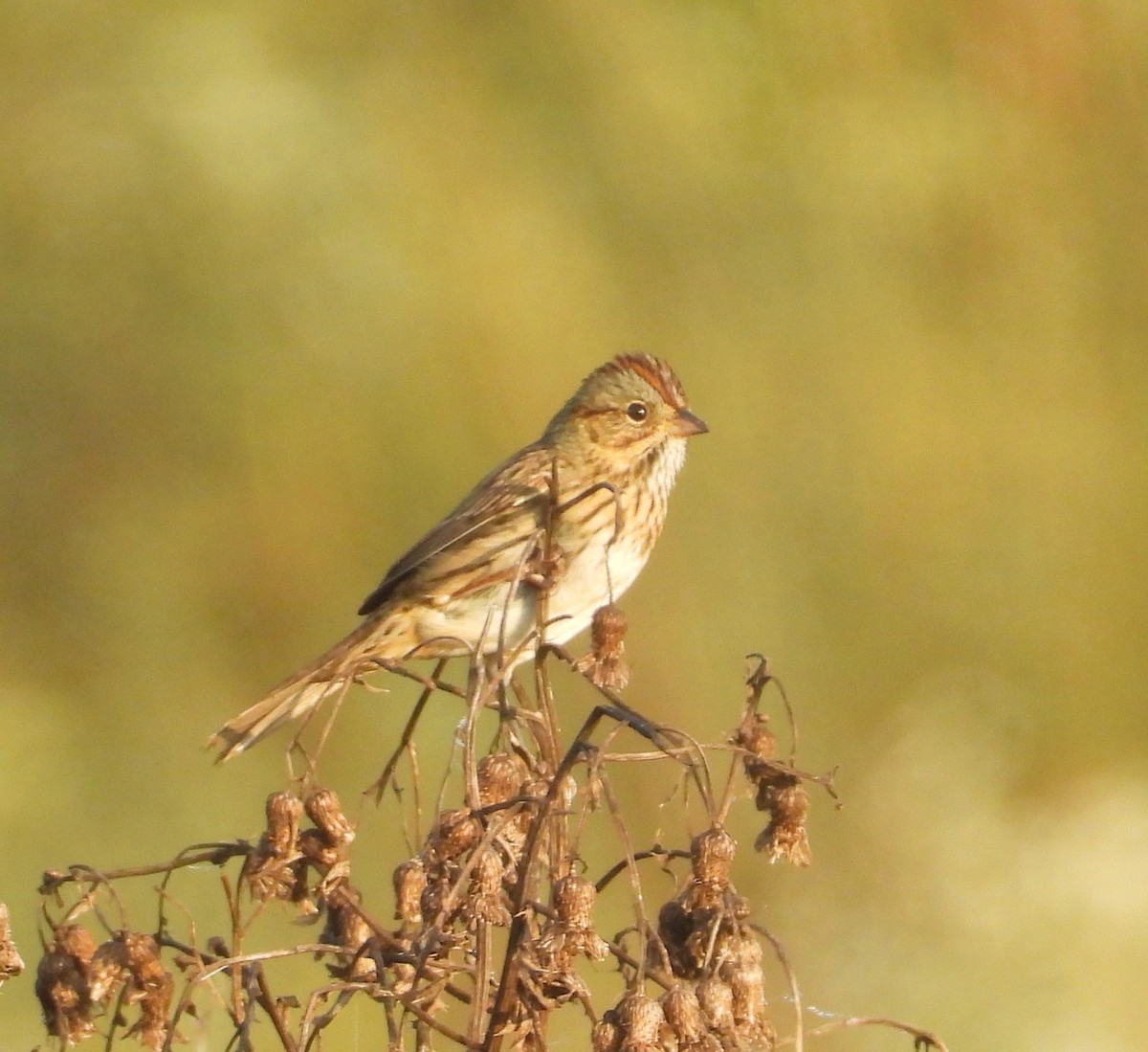 Lincoln's Sparrow - ML642528058