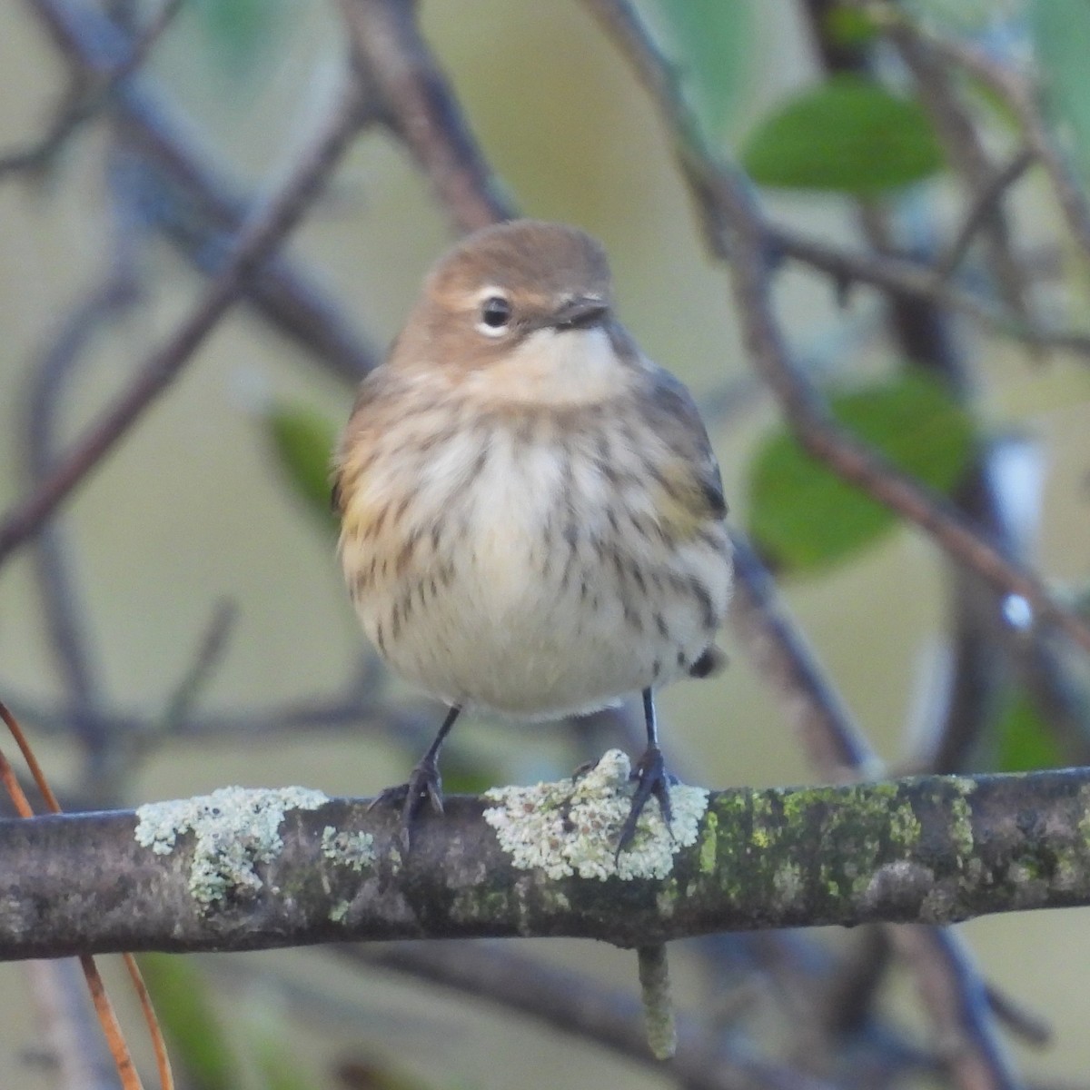 Yellow-rumped Warbler - ML642528075