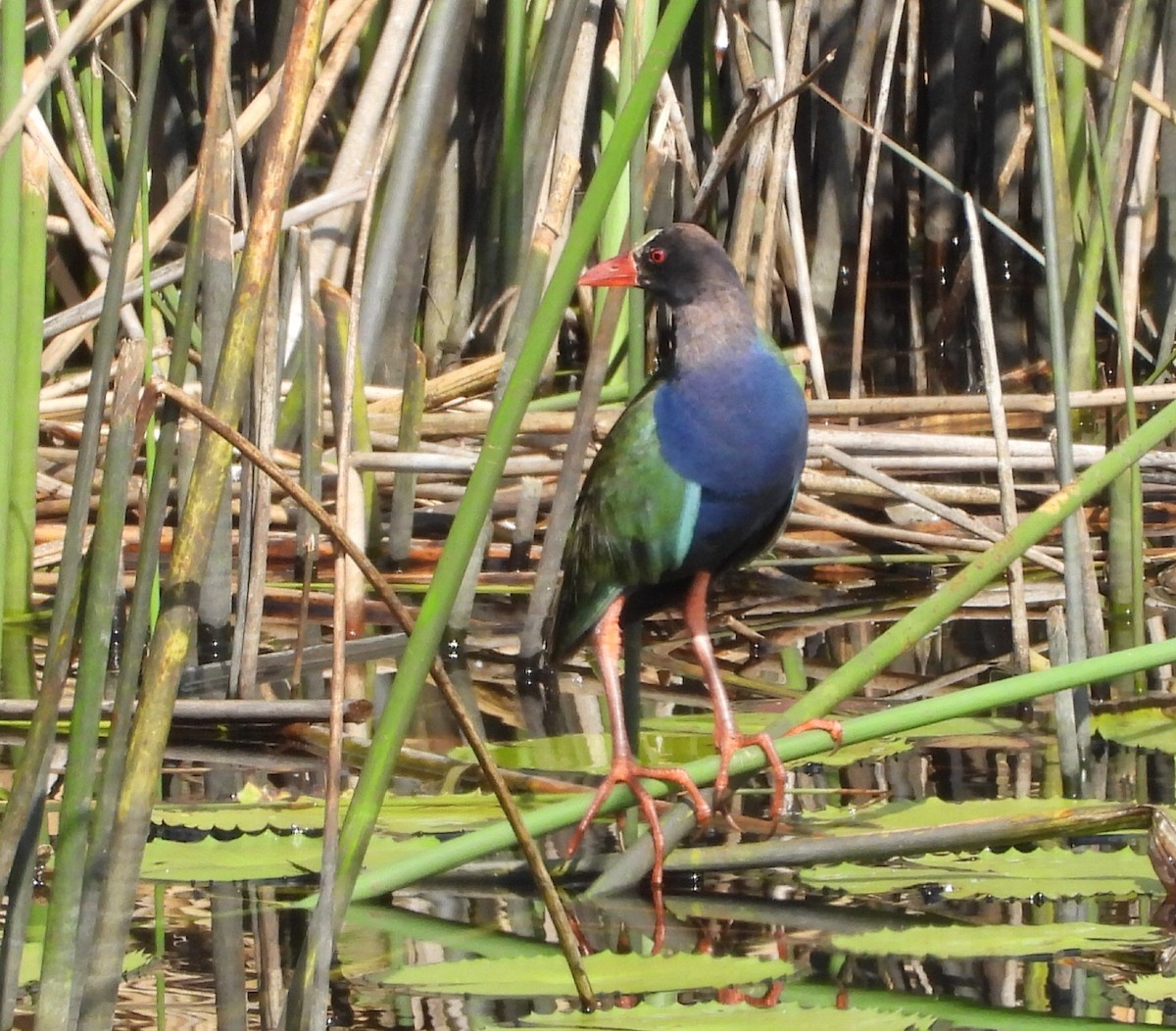 Allen's Gallinule - ML642528094