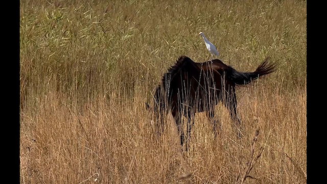 Western Cattle-Egret - ML642528154