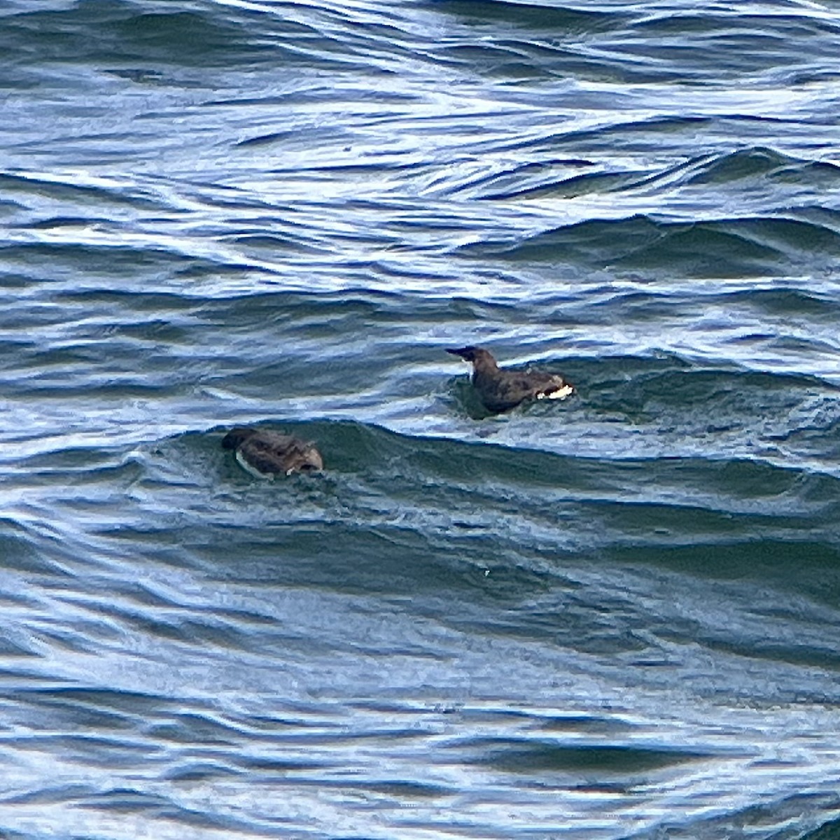 Craveri's Murrelet - ML642528155
