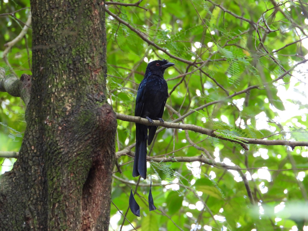 Greater Racket-tailed Drongo - ML642528162