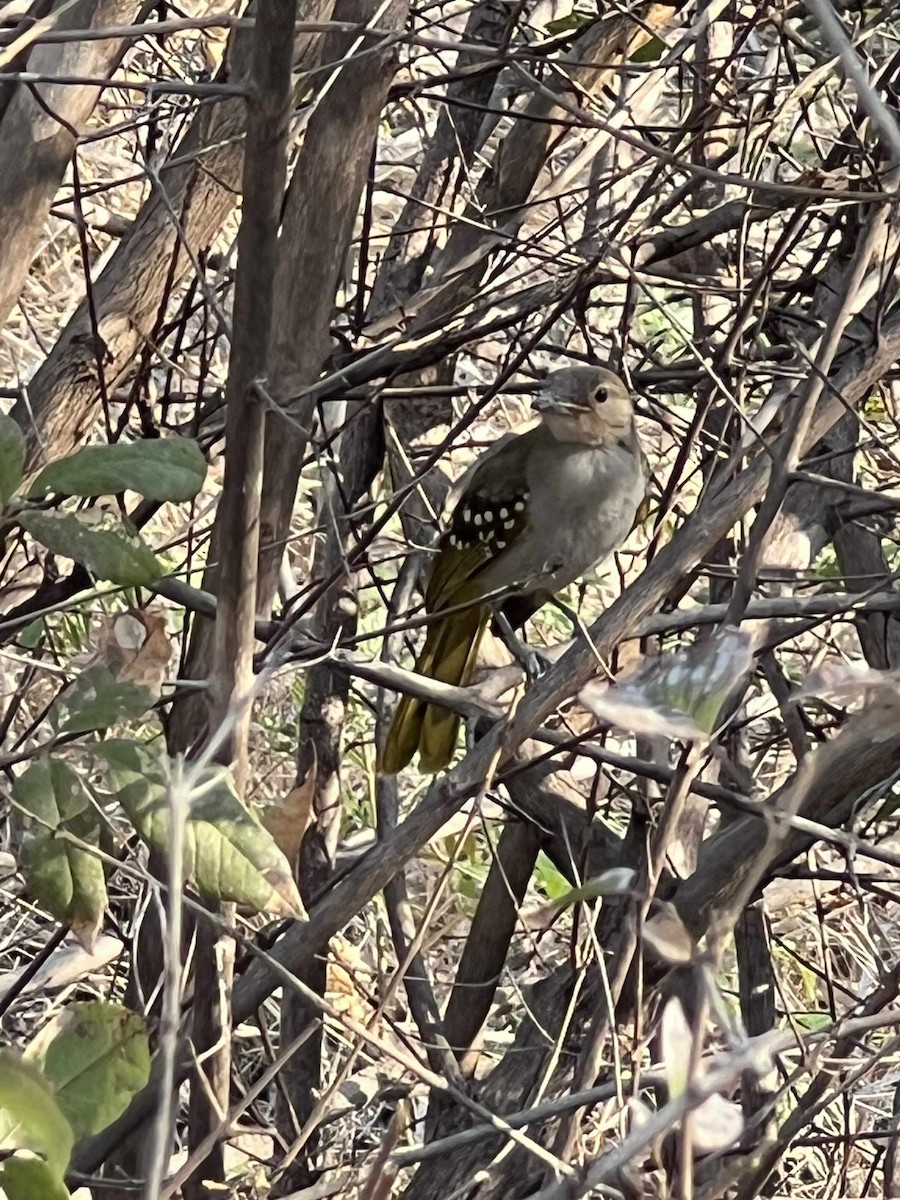 Eastern Nicator - ML642528185