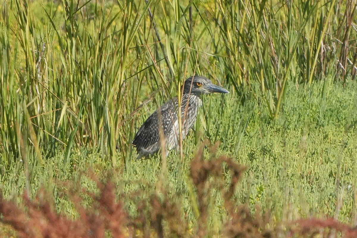 Yellow-crowned Night Heron - ML642528206