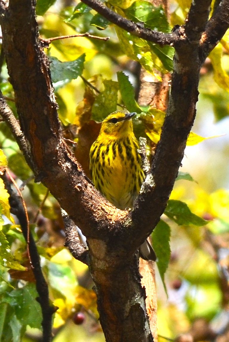 Cape May Warbler - ML642528212