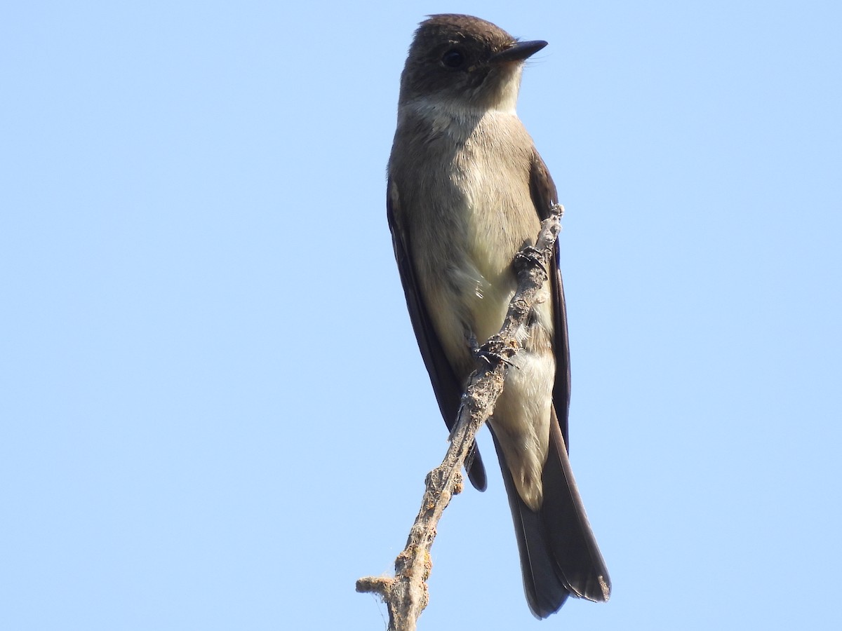 Olive-sided Flycatcher - ML642528227
