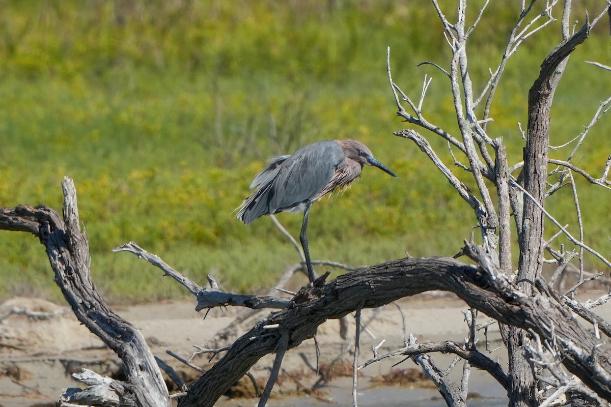 Reddish Egret - ML642528233