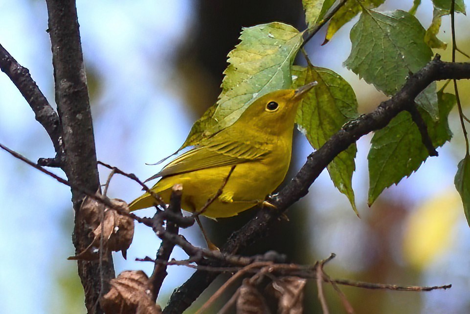 Northern Yellow Warbler - ML642528241