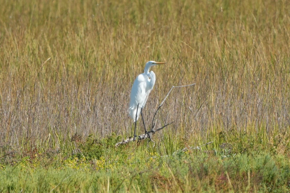 Great Egret - ML642528247