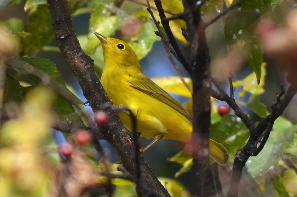 Northern Yellow Warbler - ML642528249