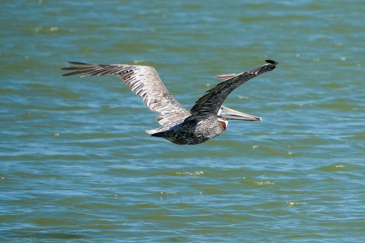 Brown Pelican - ML642528253