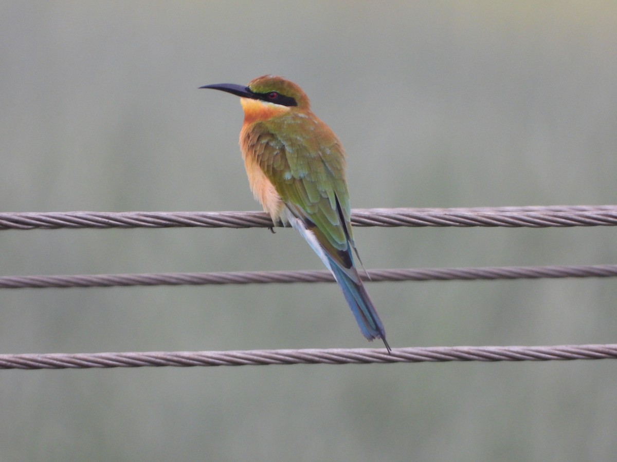 Blue-tailed Bee-eater - ML642528256
