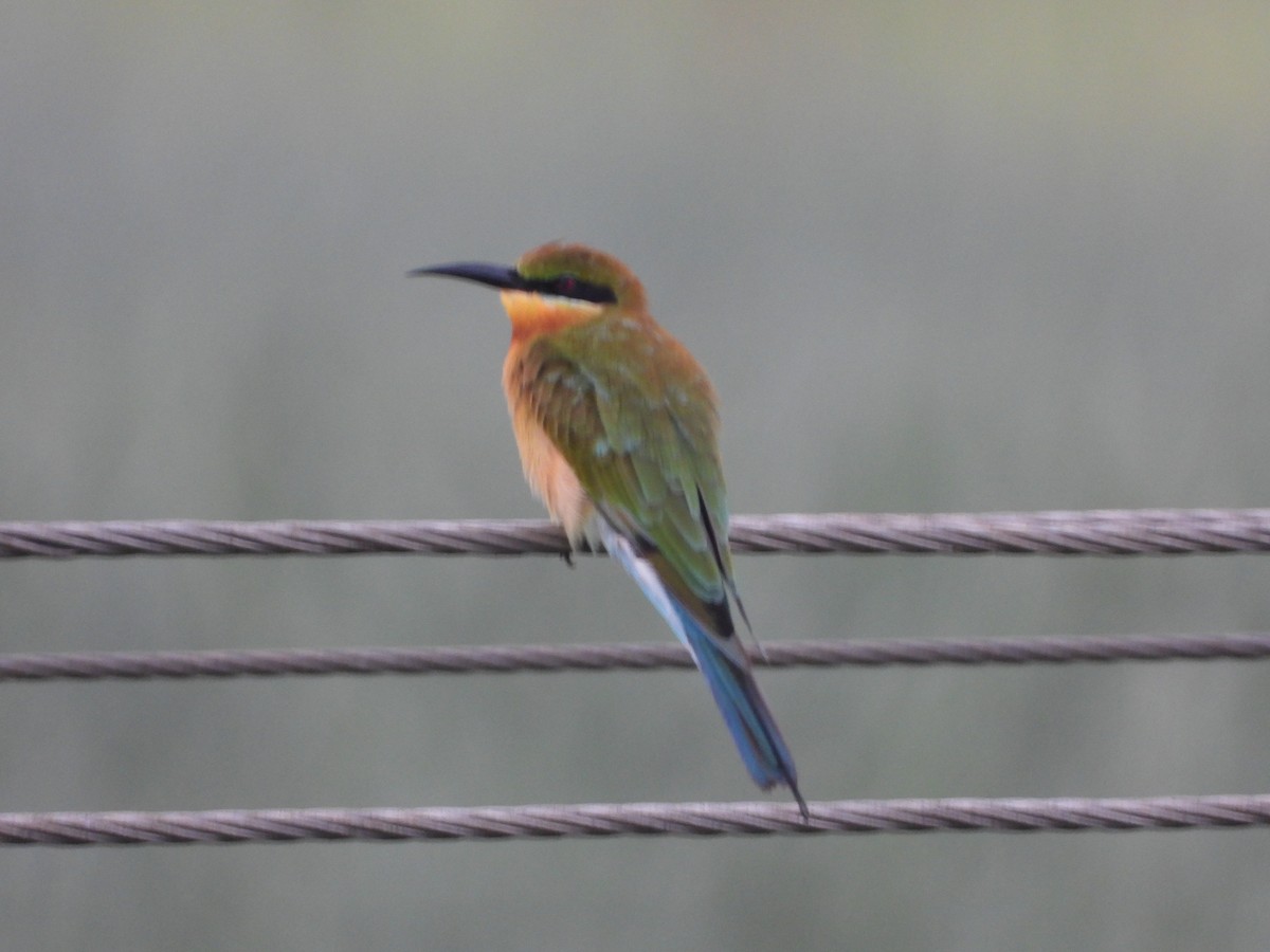 Blue-tailed Bee-eater - ML642528257